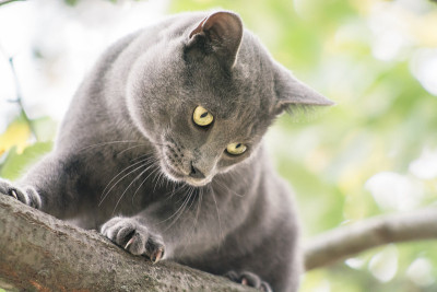 可爱的俄罗斯蓝猫在户外的自然
