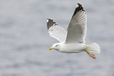 一只欧洲银鸥(Larus argentatus)在柏林市的一个湖里飞行