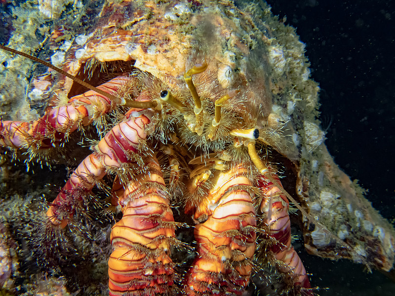 优雅寄居蟹(Aniculus elegans)