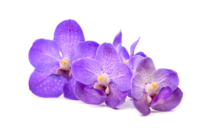 美丽盛开的兰花