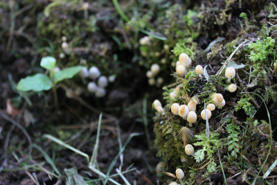 小的森林真菌播散Coprinellus