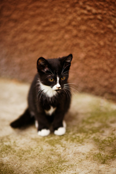 一只美丽的黑白小猫坐在墙边的肖像
