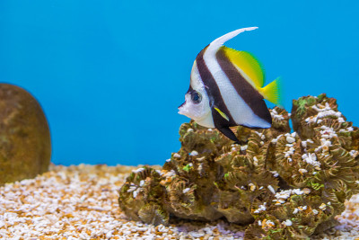 在蓝色水族鱼缸中，有石头的尖眼鳄