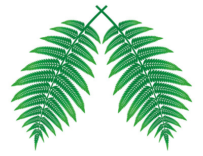 蕨类植物的叶子。