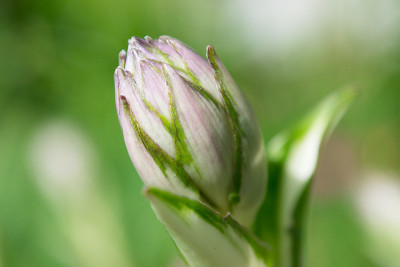 花蕾闭合