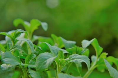 甜菊糖在模糊的绿色背景。甜叶菊植物。蔬菜甜味剂。甜叶代糖。