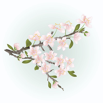 枝樱矢樱