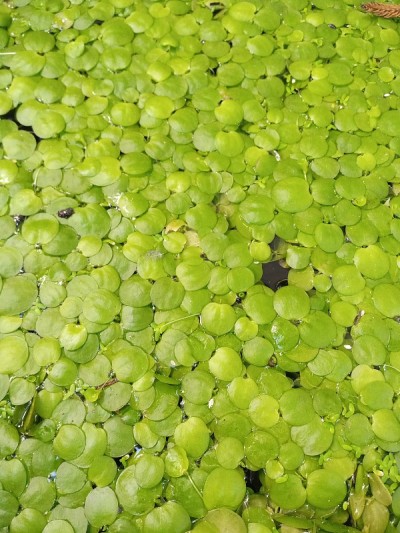 马尿花