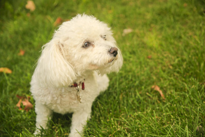 小狗，Brichon Frise