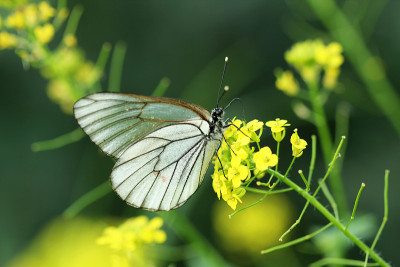 Butterfly-Aporia crataegi