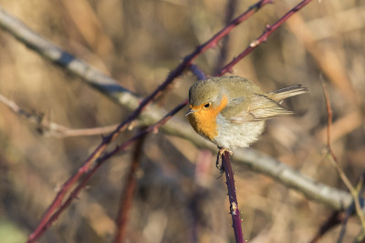 知更鸟（Erithacus rubecula）