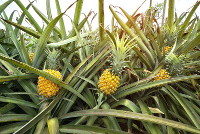 种植园里的菠萝水果