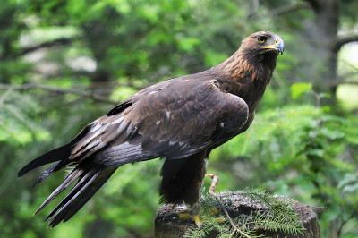 金鹰(Aquila chrysaetos)。