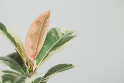 斑驳的粉红色绿色和白色橡胶植物“Tineke”弹性无花果室内植物库存照片在白色背景下