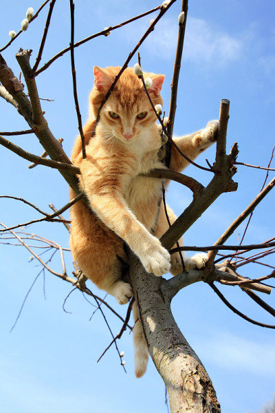 猫在柳