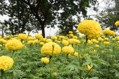 黄金盏花田