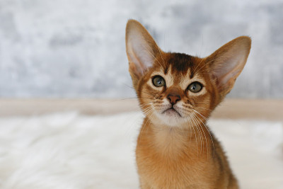 小红猫在家。