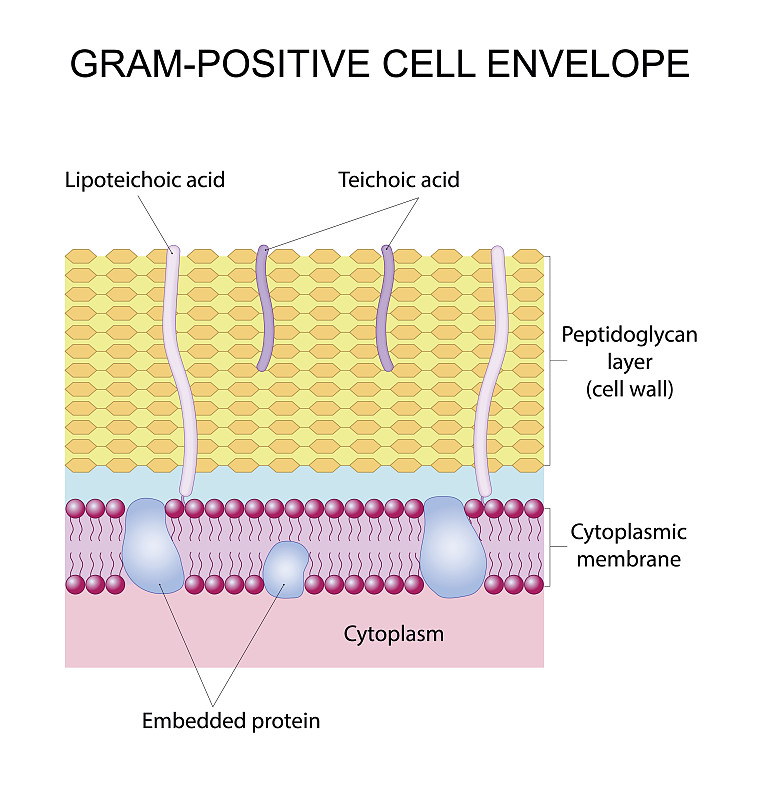革兰氏阳性细胞信封