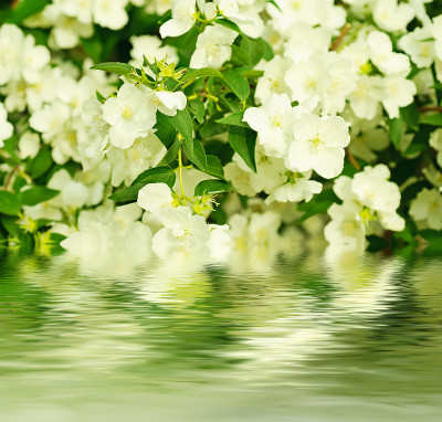 茉莉花