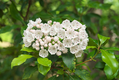 Kalmia
