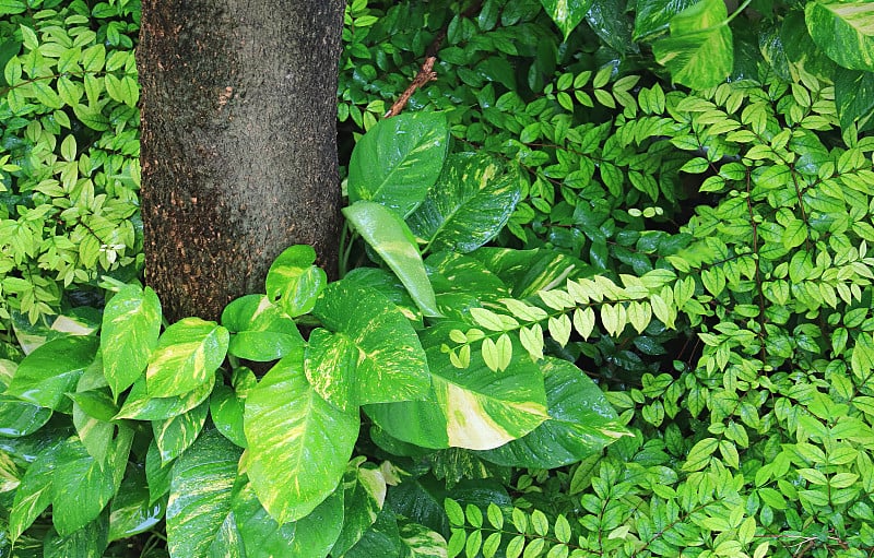 雨后花园里充满活力的绿色魔鬼的常春藤植物