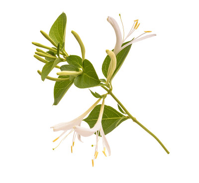 金银花枝上有花