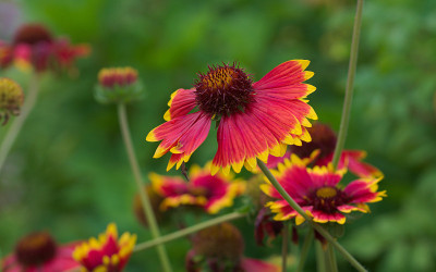 Gaillardia aristata