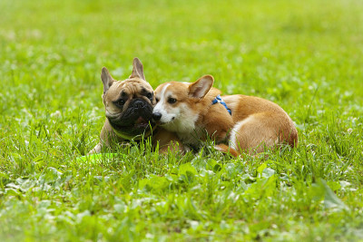 法国斗牛犬和柯基犬。