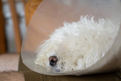 手术后带保护项圈的白色可爱比雄犬。
