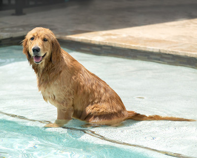 游泳池里的金毛寻回犬