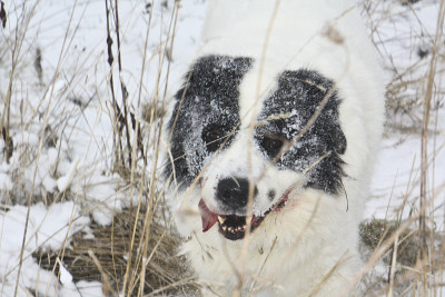 雪地里漂亮的狗