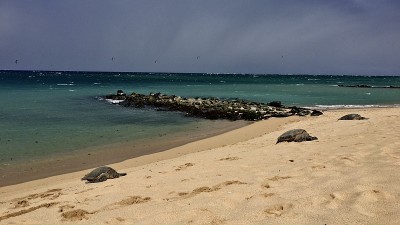 hawaiian green sea turtle / Chelonia mydas