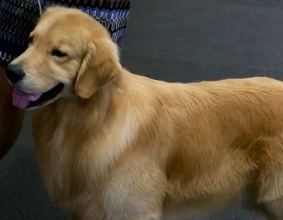 金毛寻回犬