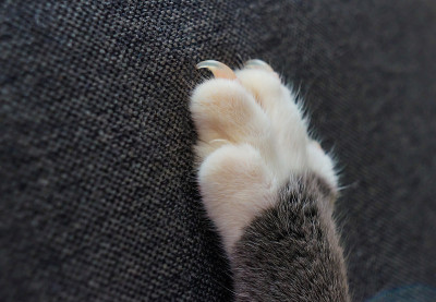 灰色和白色的猫脚