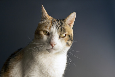 猫呆