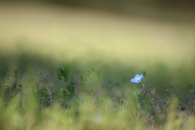 尼莫菲拉