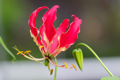 锦绣百合花