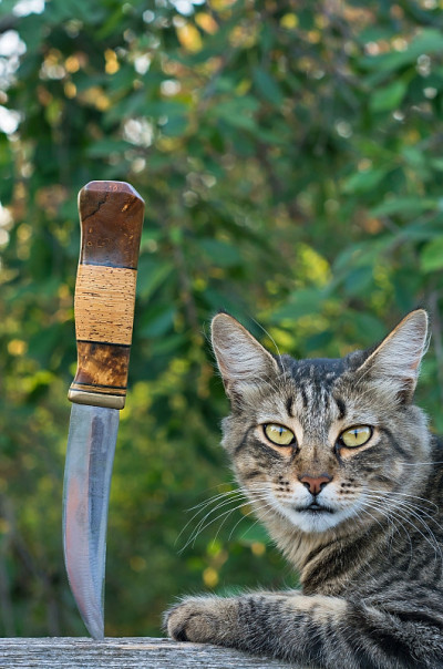 猫