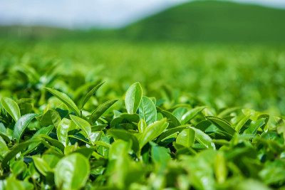 绿茶的农场