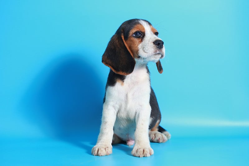 纯种小猎犬幼犬在浅蓝色屏幕上