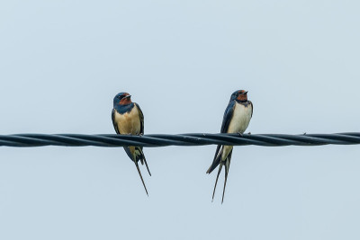 电线上的燕子(Hirundo rustica)