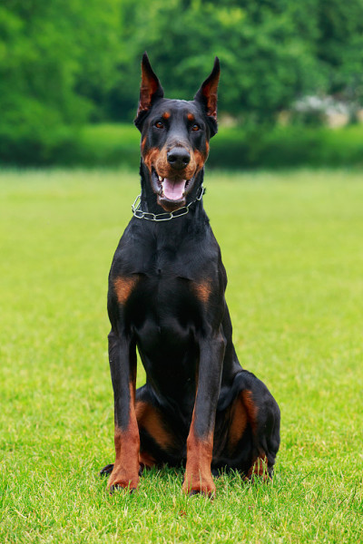 杜宾犬