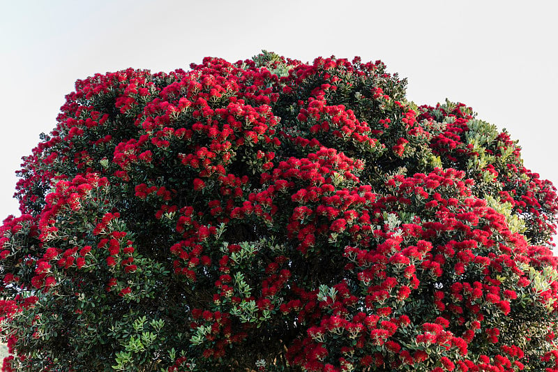 大Pohutukawa