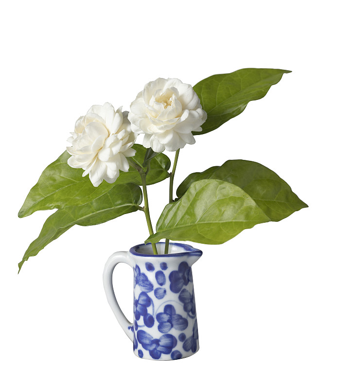 花瓶里的茉莉花
