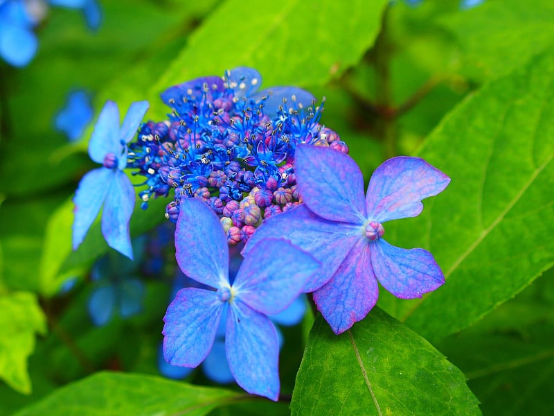 东京的蓝花