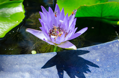 特写荷花蜂群