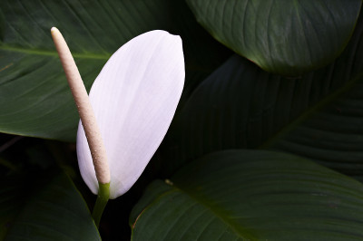 火鹤花
