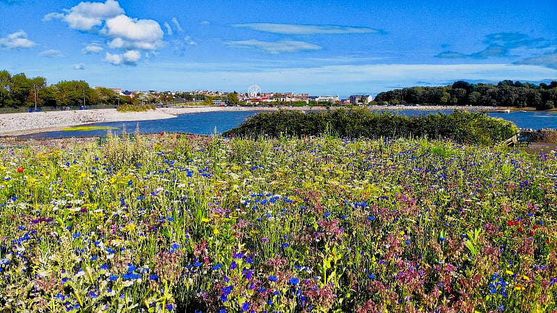 俯瞰巴里岛的花园里夏日草地上的野花