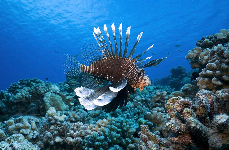 LIONFISH pt / ? ?天王volitans