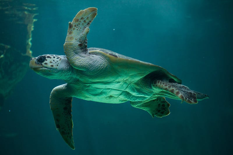 红海龟(Caretta Caretta)。